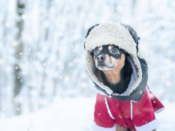 Rozpowszechnianie świadomości o bezdomnych zwierzętach w sezonie zimowym