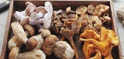 Jakie są najczęściej spotykane rodzaje grzybów w mojej okolicy?